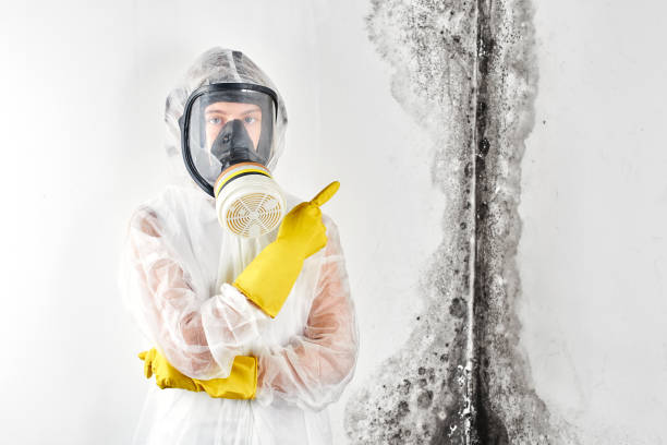 Norwood, NJ Mold Removal Company